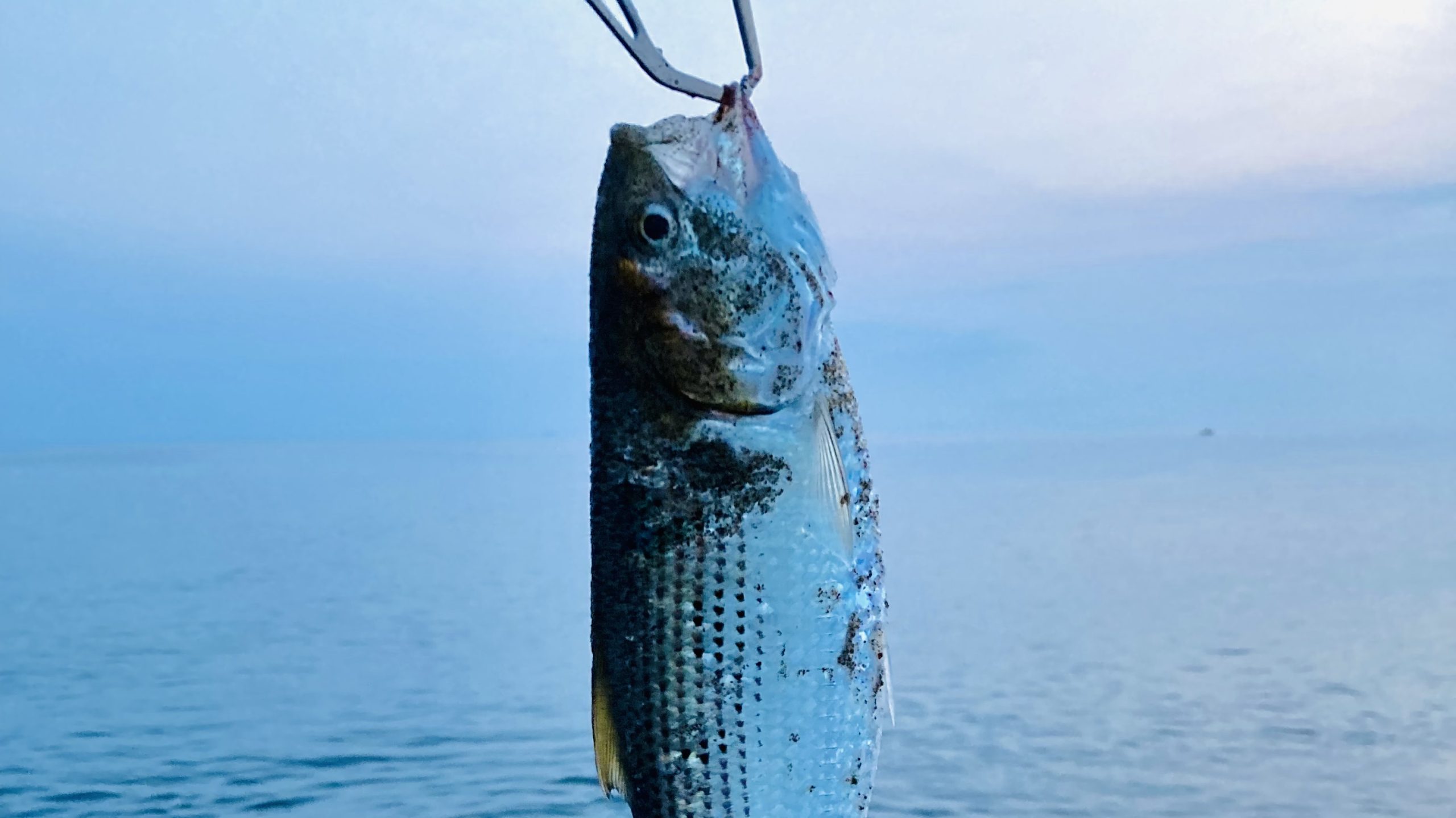 コノシロのルアー釣り